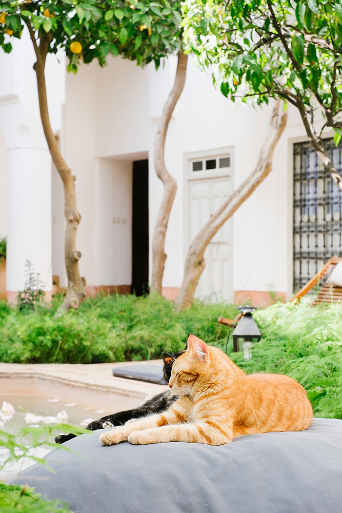 médina marrakech chat