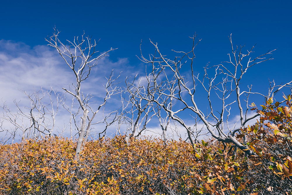 mesa verde national park