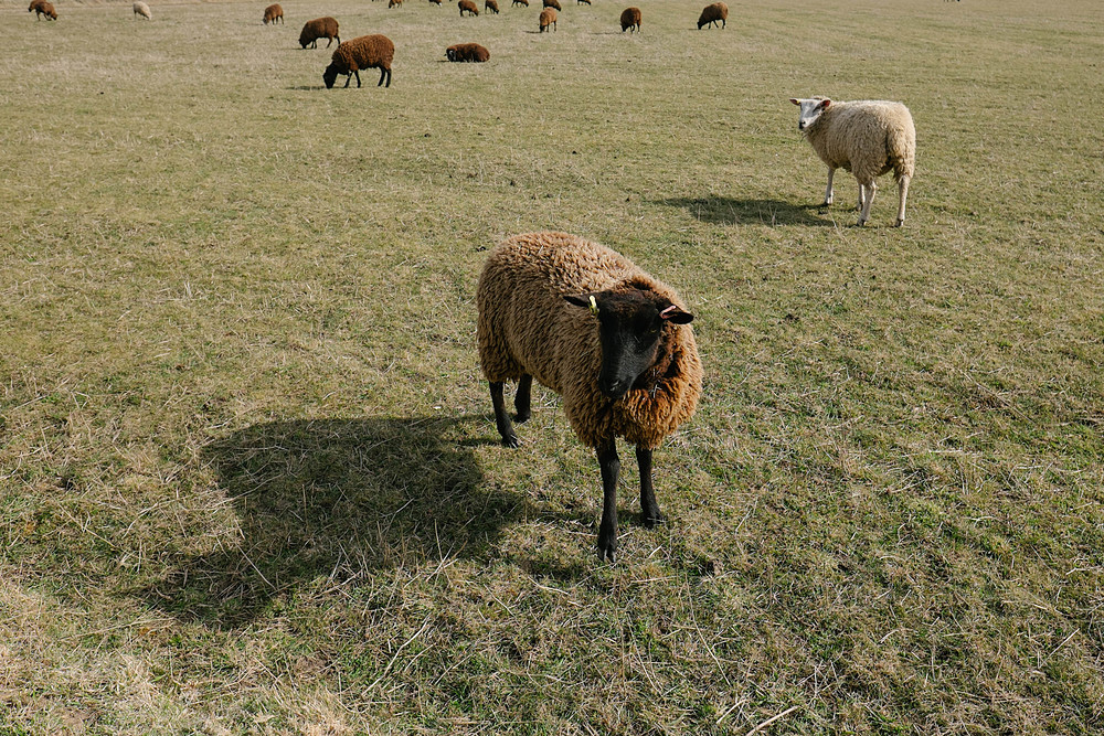 milford on sea moutons