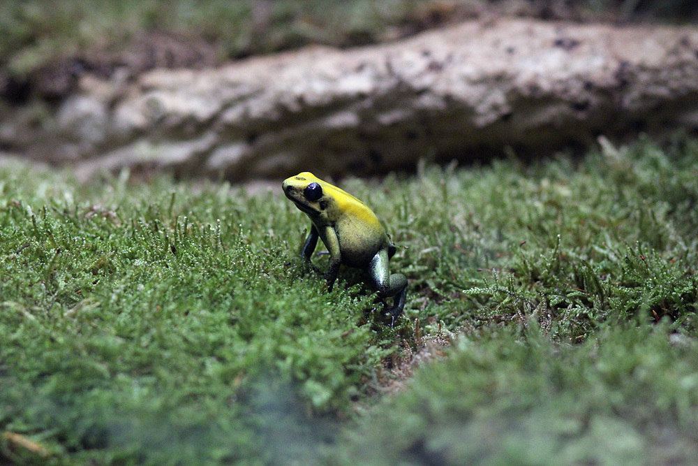 Ménagerie du jardin des plantes