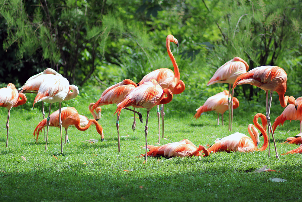 flamands roses