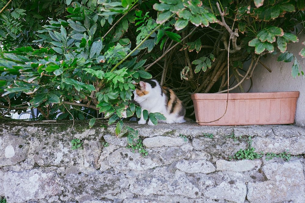 chat à saint cado