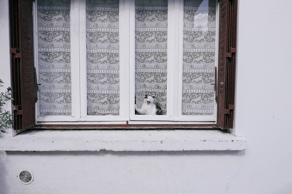 chat qui regarde par la fenêtre