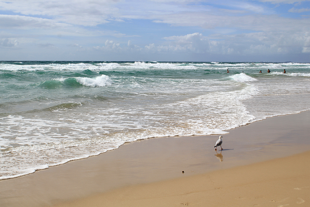 Mouette Australie