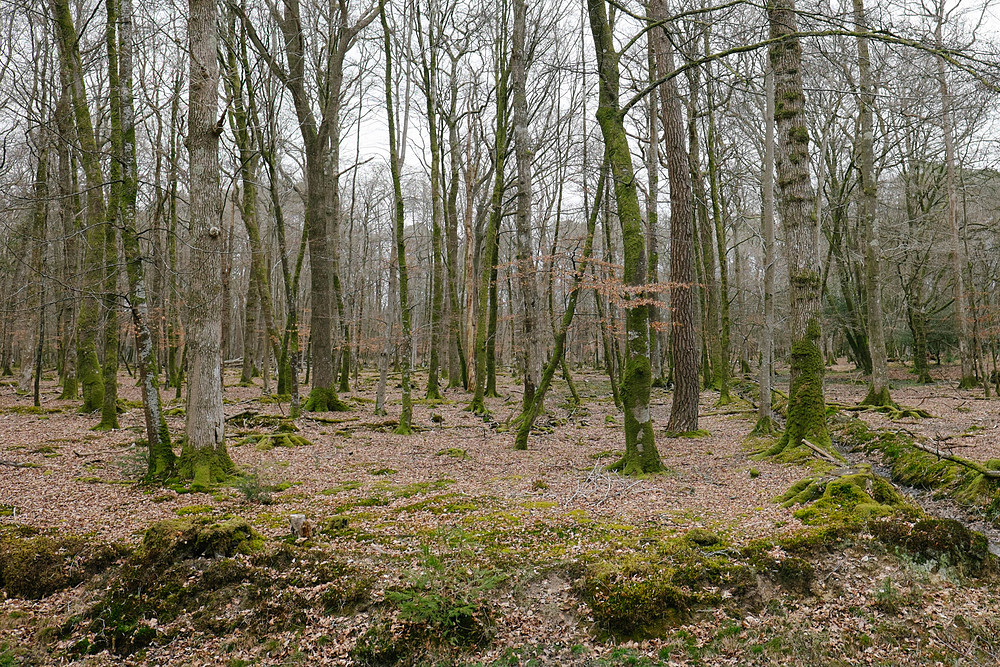 new forest national park