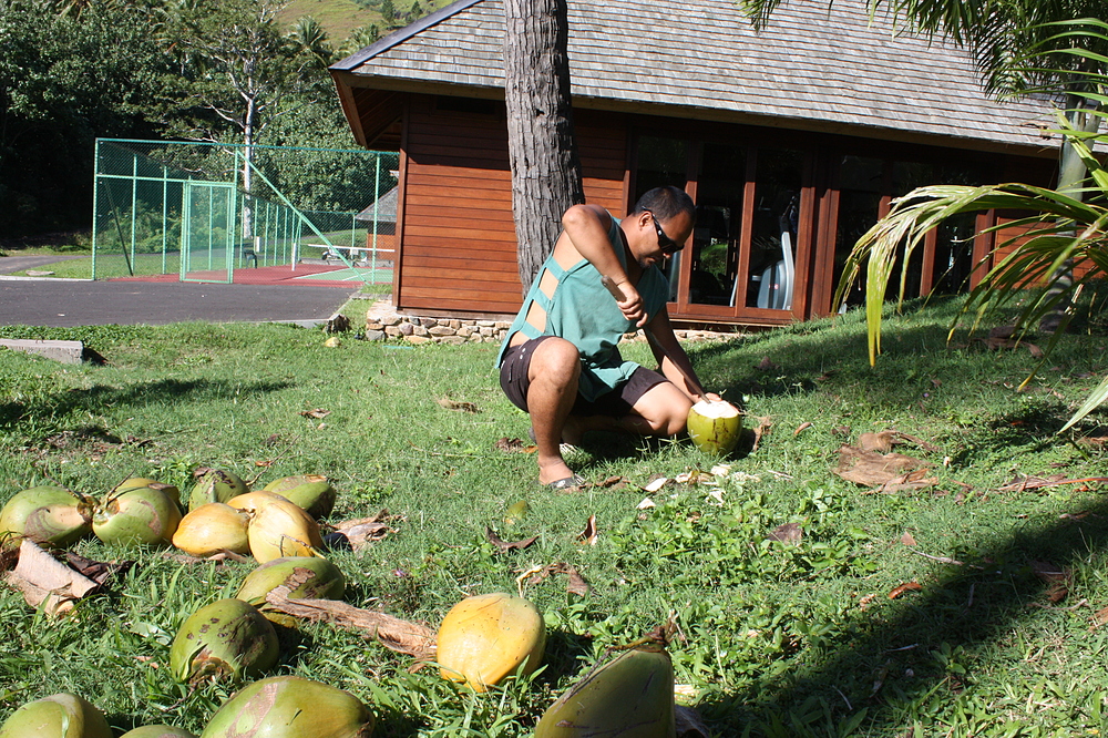 Noix de coco fraiche à Moorea