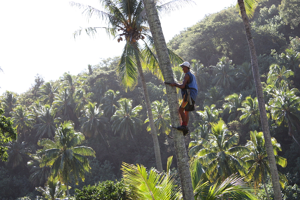 Jardinier coupant des noix de coco