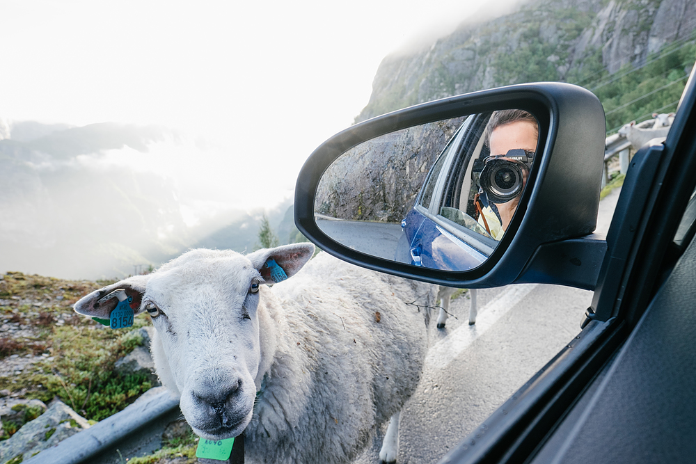 moutons en norvège