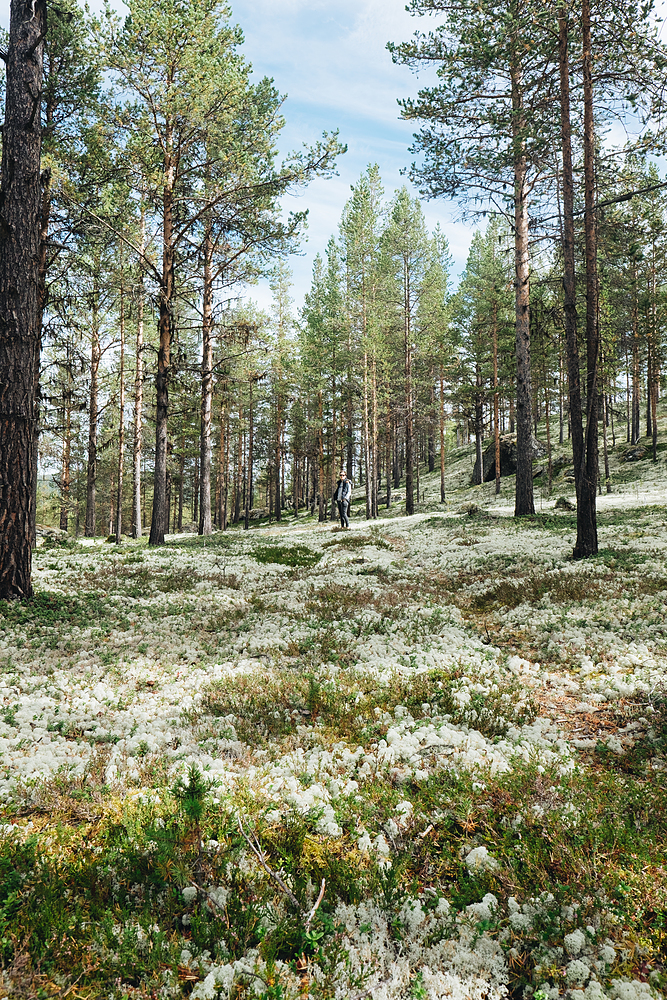 Forêt Vagamo Norvège
