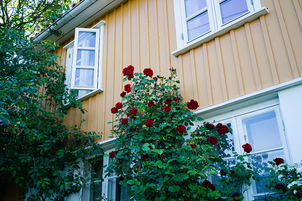 maisons colorées à oslo