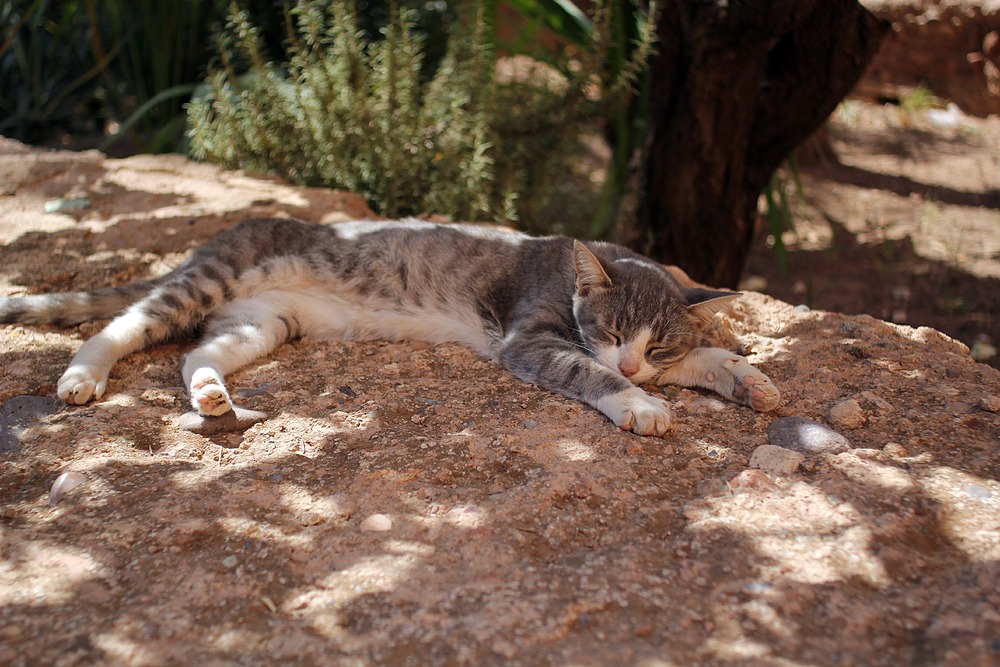 Chat - Palais El Badi