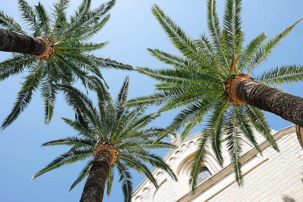 palmiers lérins