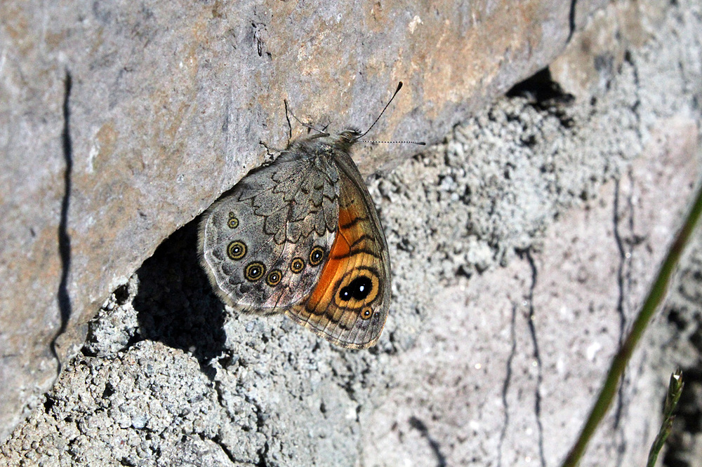 papillon auvergne