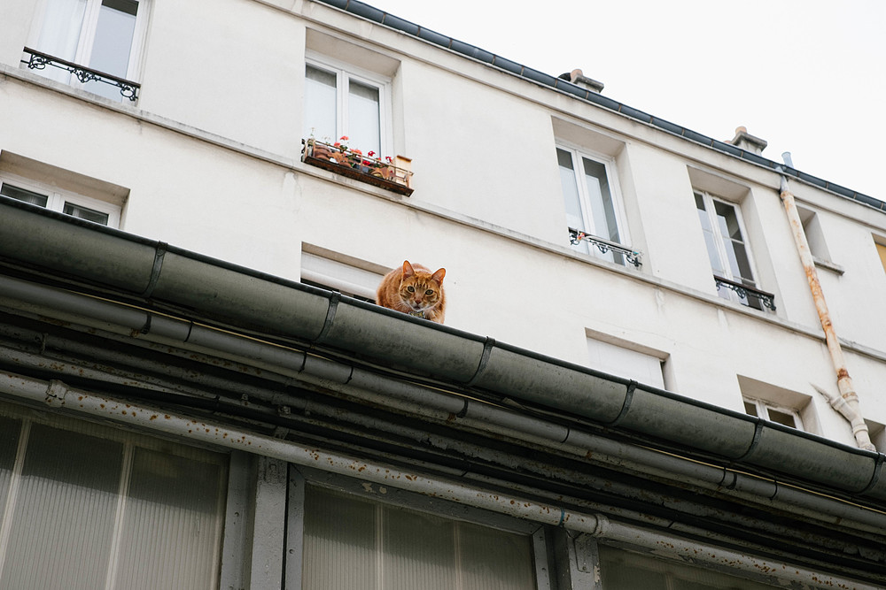 chat roux parisien