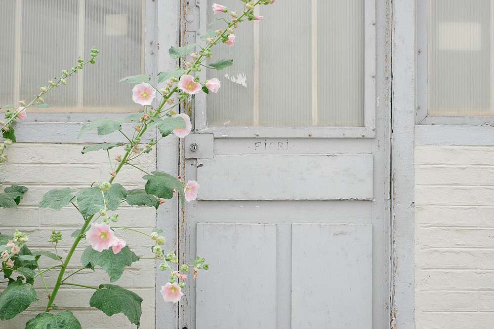 rose trémière à paris