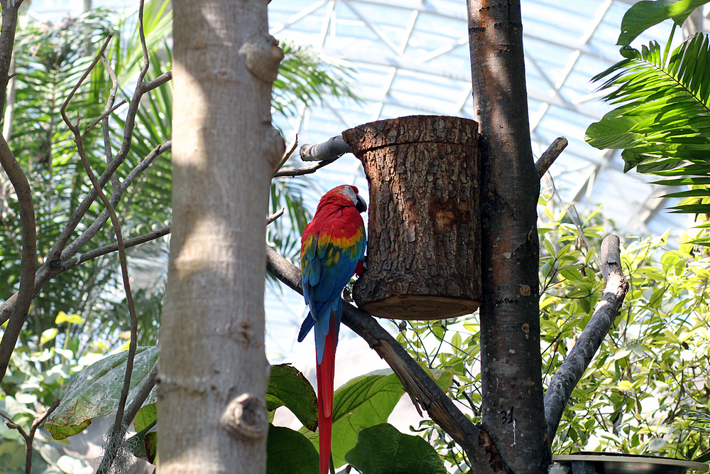 Perroquets zoo de vincennes