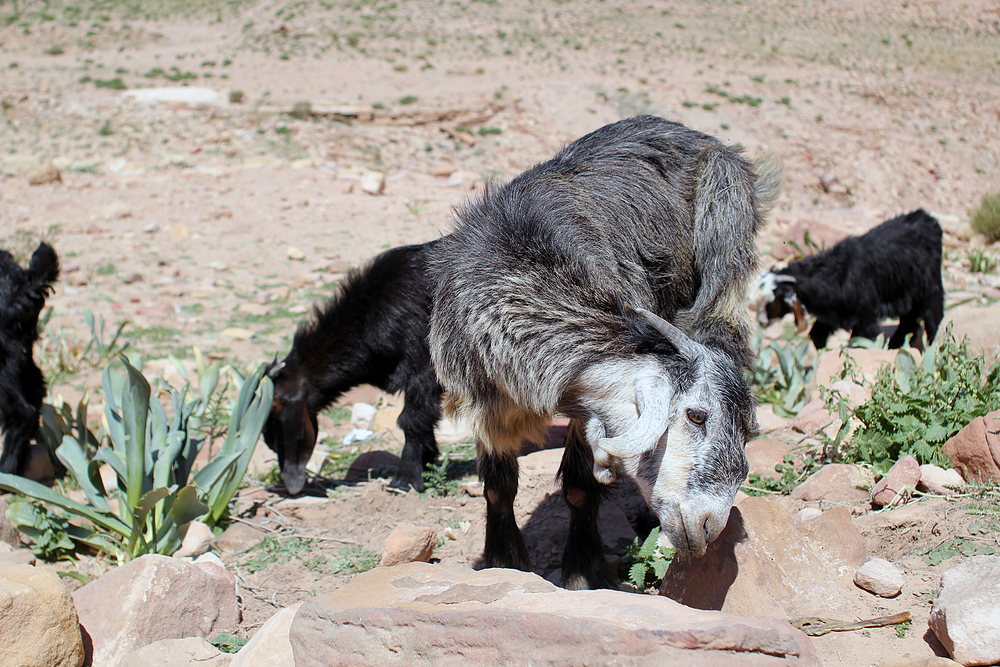 Chèvre à Petra