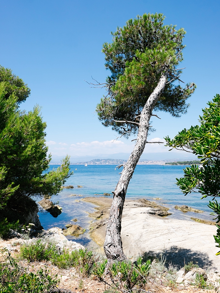 ile saint honorat pins