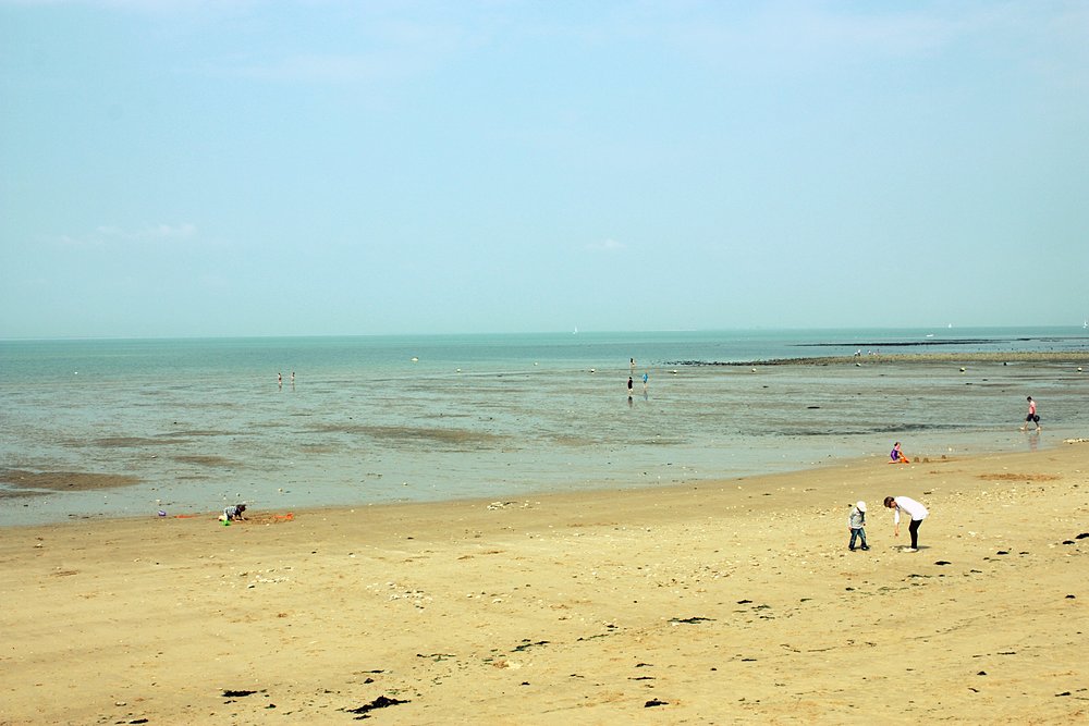 gros jonc bois plage île de ré