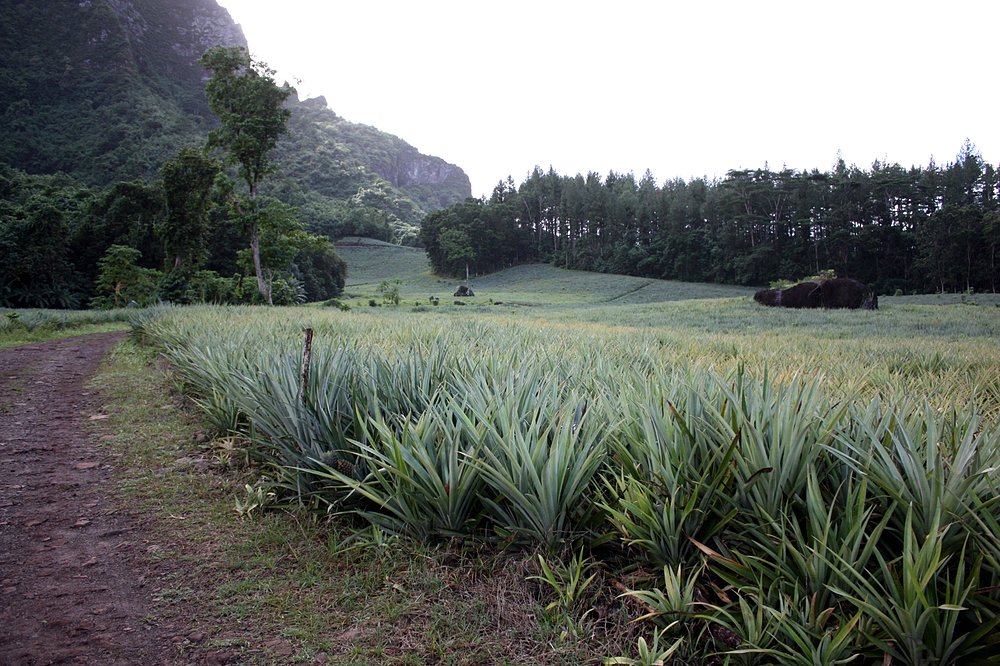 Plantation d'ananas à Moorea