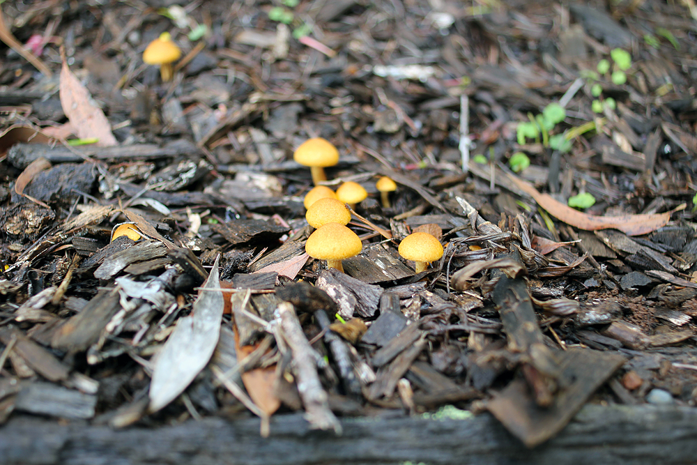 Champignons Rainforest