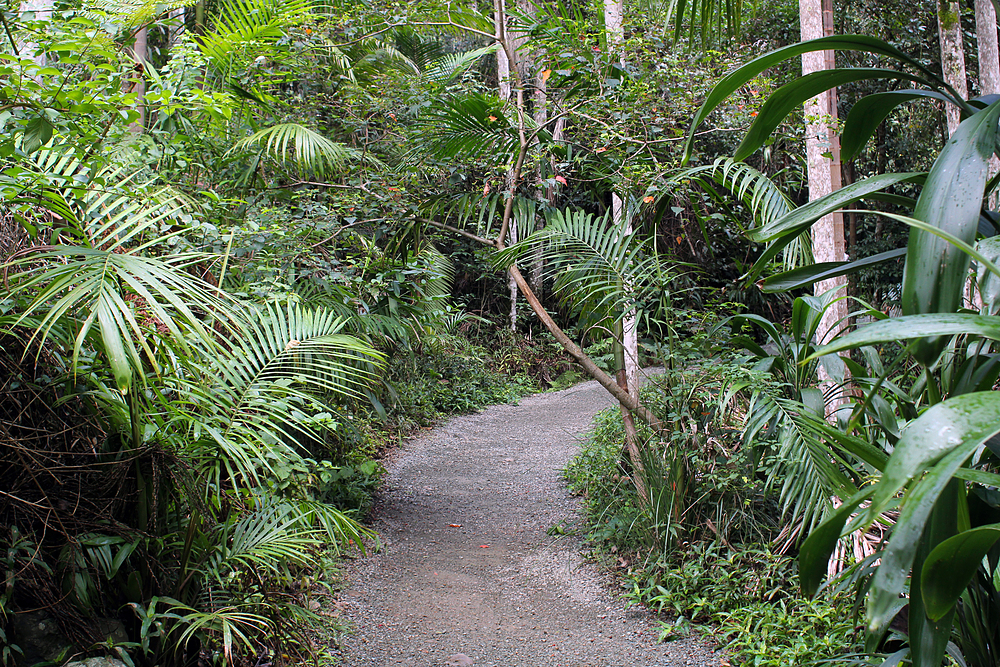 Queensland Rainforest