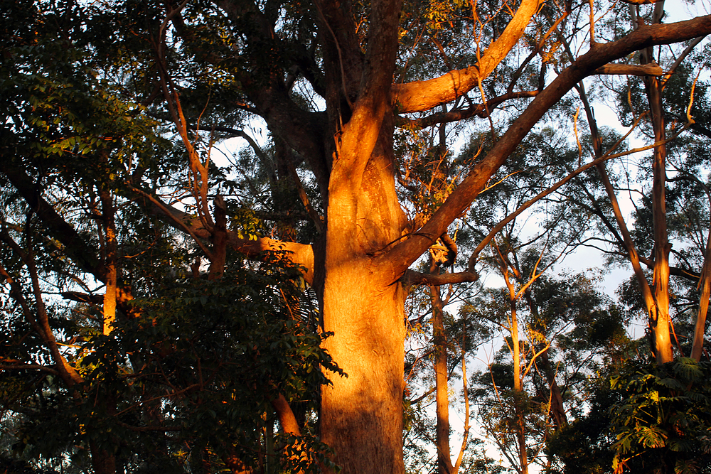 Rainforest coucher de soleil