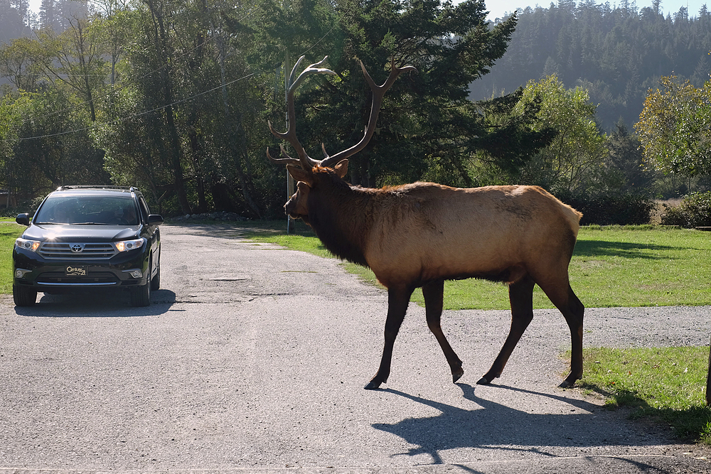 wapiti qui traverse la route