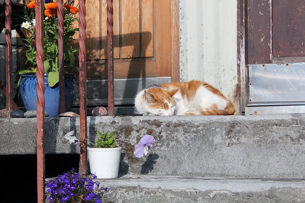 Chat à Reykjavik