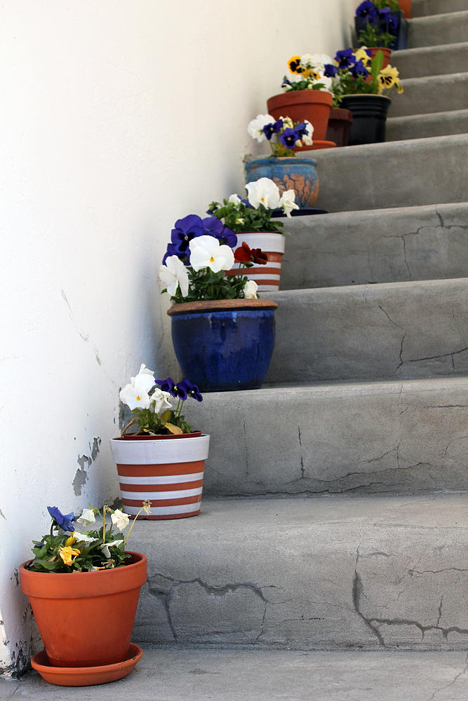 pots de fleurs à Reykjavik