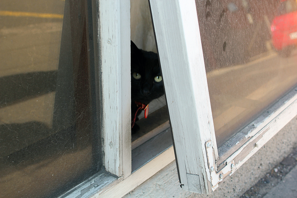 Chat à Reykjavik