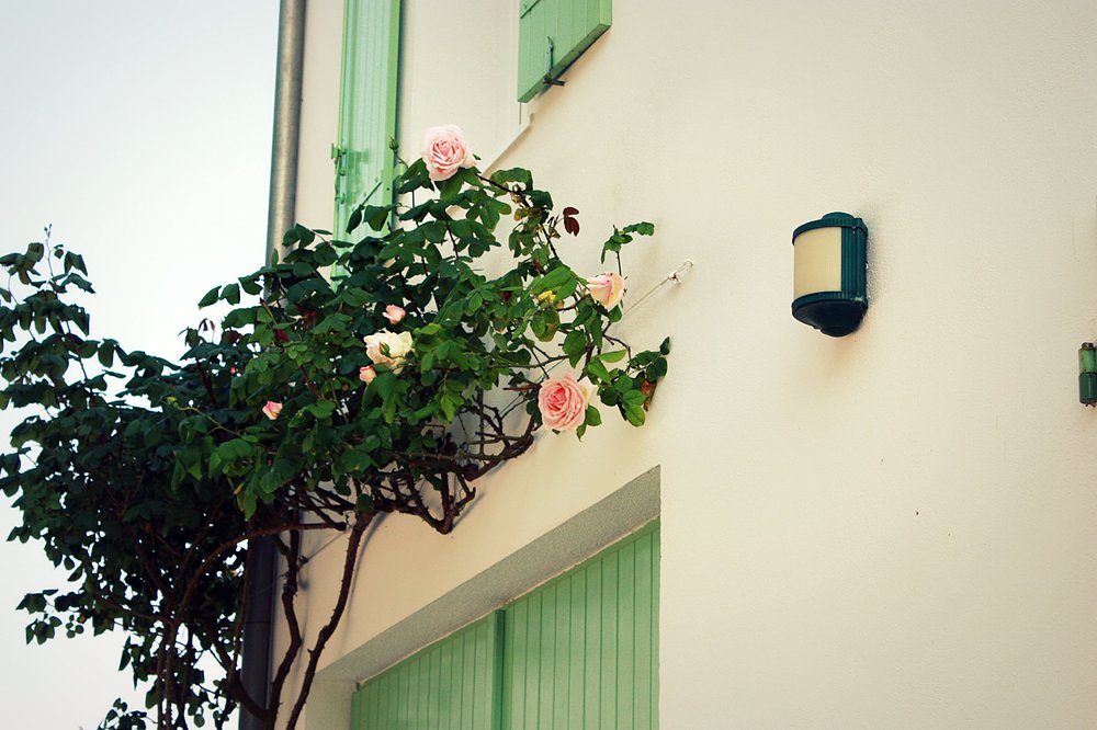 roses trémières île de ré