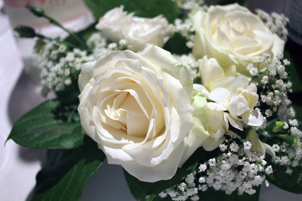 Roses blanches