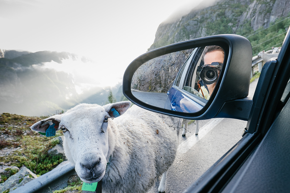 mouton en norvège