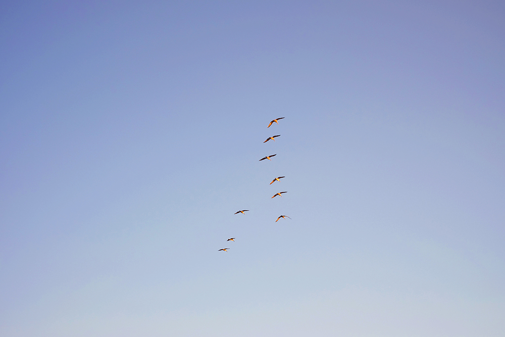 oiseaux san francisco