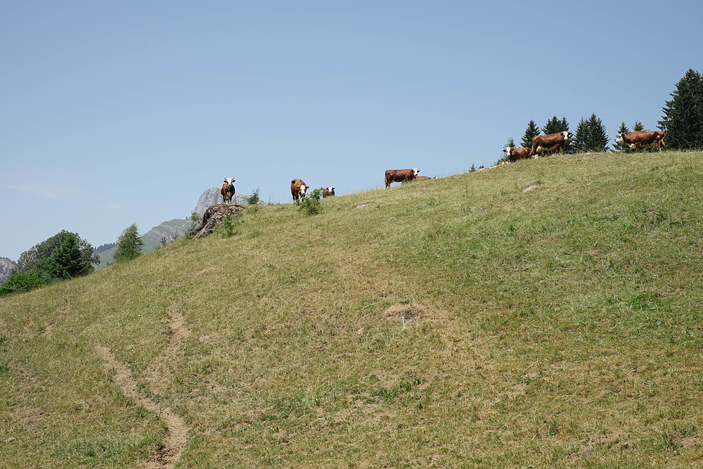 alpage du croix grand bornand