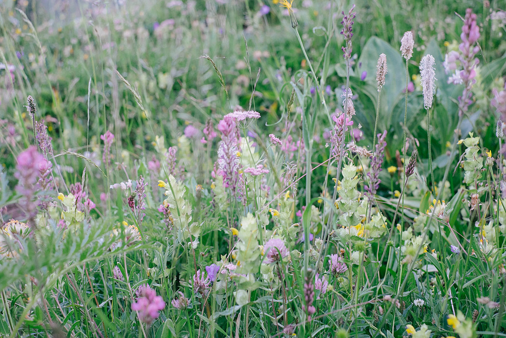 fleurs d'été montagne