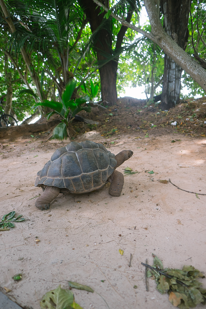 Tortue La Digue