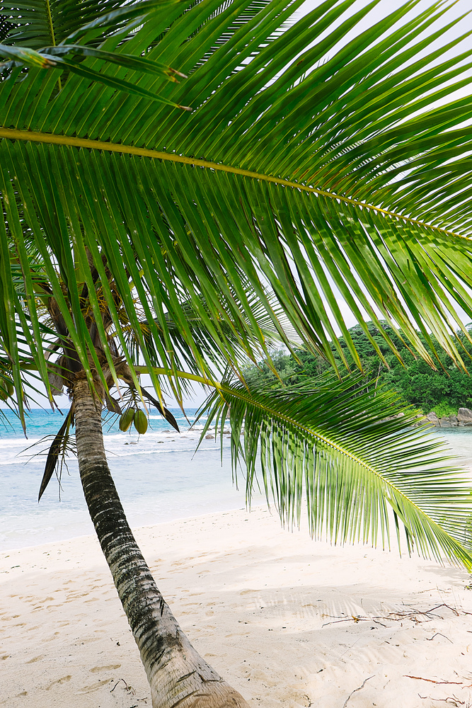 hôtel avani seychelles plage