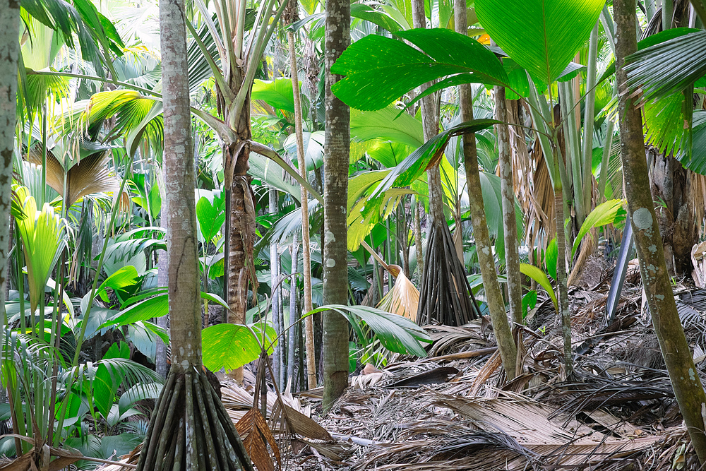 Vallée de Mai Praslin