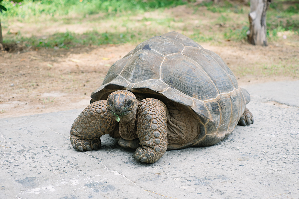 tortue géante à la digue seychelles