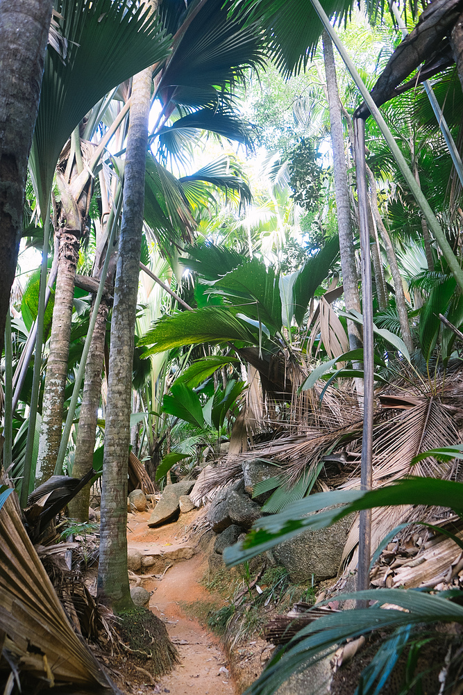 Vallée de Mai Praslin