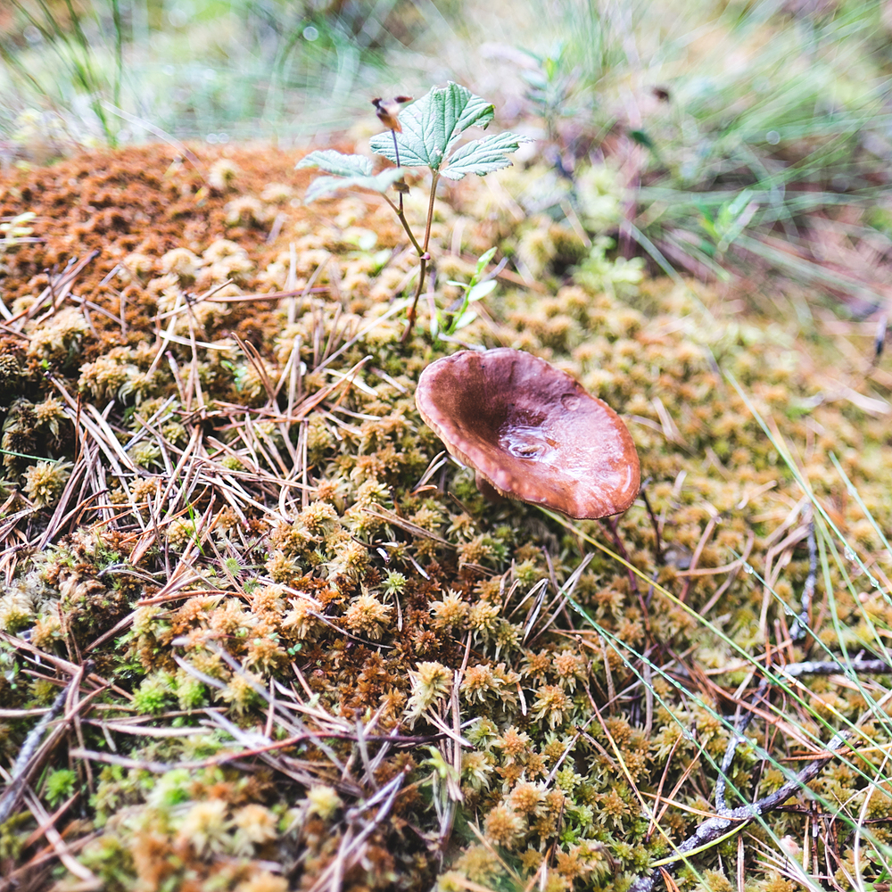 joli champignon