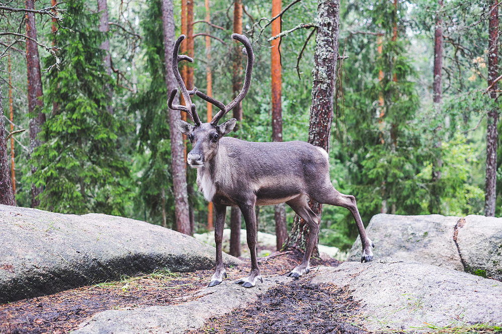 nuuksio reindeer