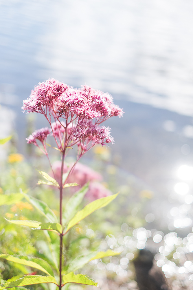 fleurs helsinki