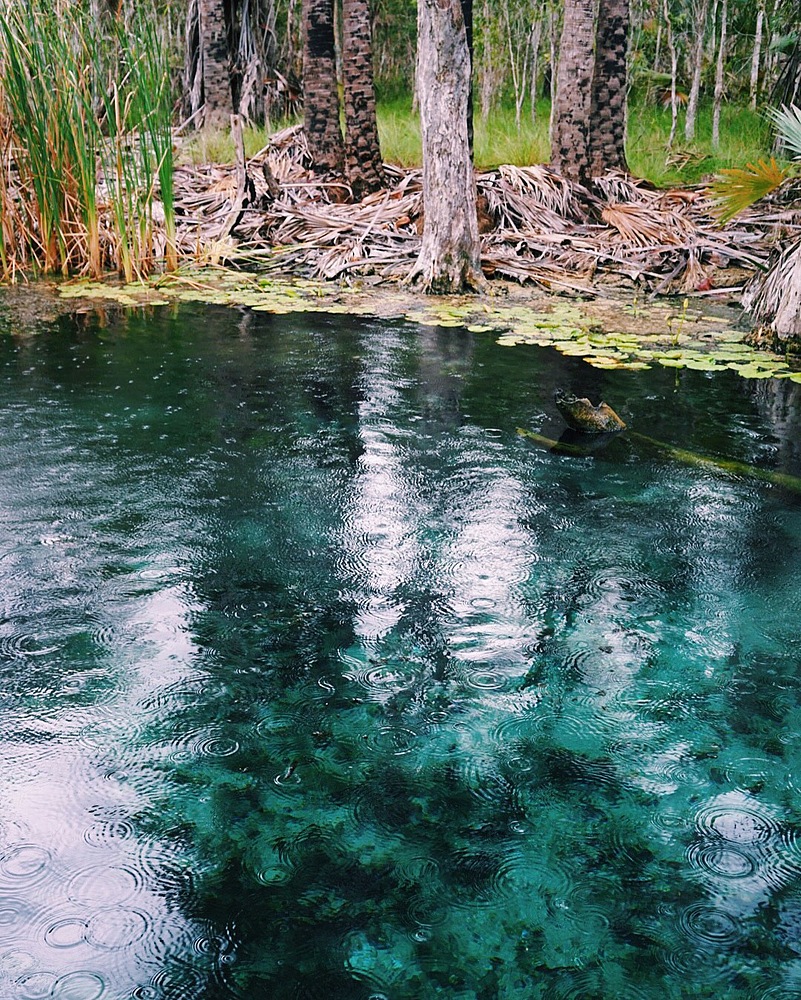 mataranka bitter springs