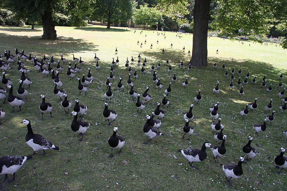 oiseaux parc stockholm