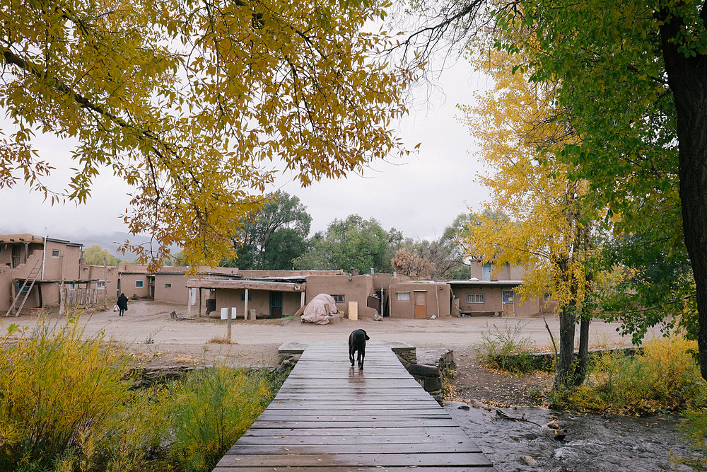 taos pueblo dog