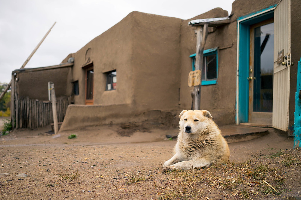 toas pueblo dog