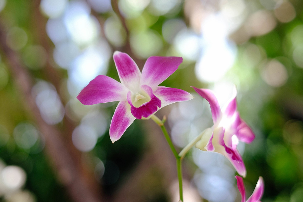 orchidée thaïlande